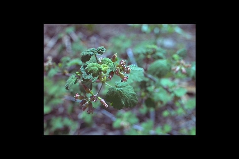 Image de Ribes viscosissimum Pursh