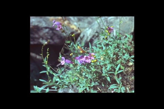 Image of azure penstemon