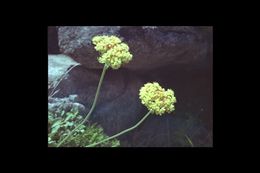 Image of Bear Valley buckwheat