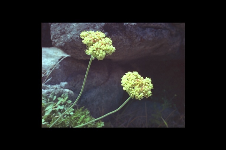 Слика од Eriogonum ursinum S. Wats.