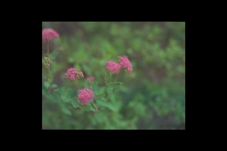 Image of rose meadowsweet