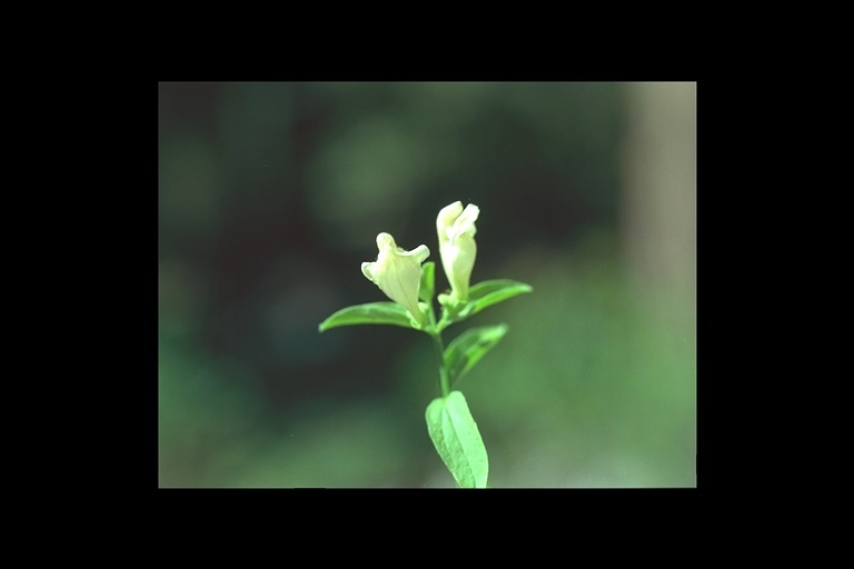 Scutellaria californica A. Gray的圖片