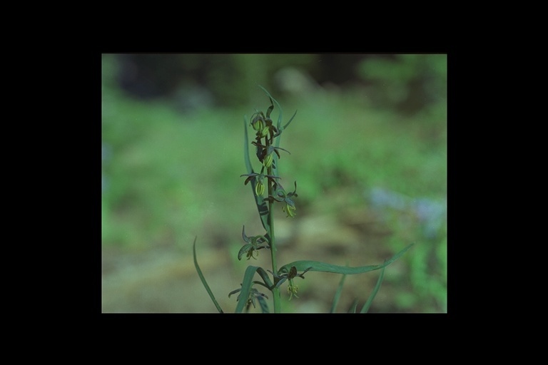 Image of spotted fritillary