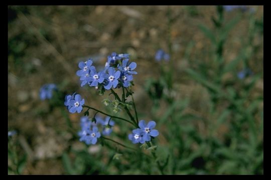 Image de Hackelia velutina (Piper) I. M. Johnst.