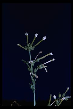 Image of manyflower tobacco