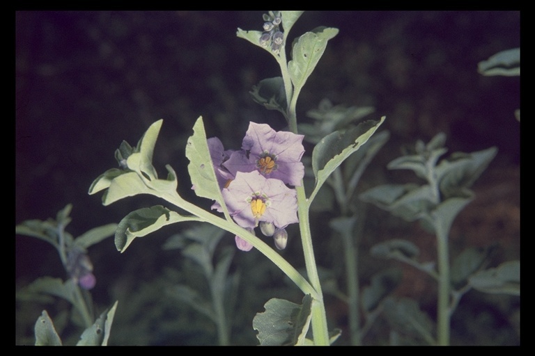 Imagem de Solanum umbelliferum Eschsch.