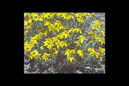 Image of common woolly sunflower