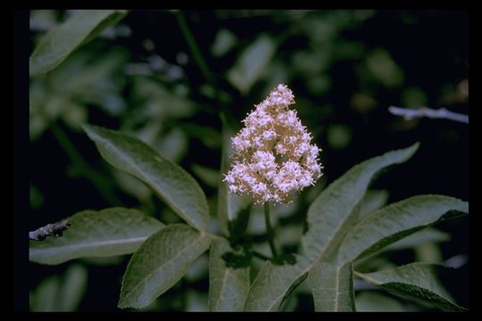 Image of Red-berried Elder