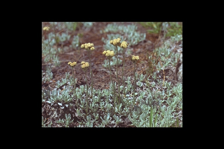 Image of Rocky Mountain pussytoes