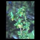 Imagem de Ribes velutinum Greene