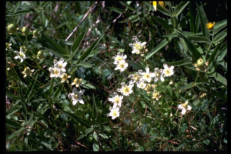 Image of fringed grass of Parnassus