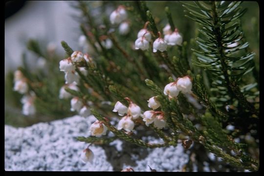 Image of western moss heather