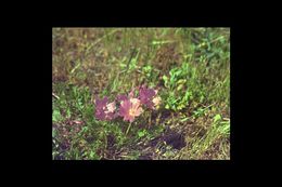 Image of dwarf checkerbloom