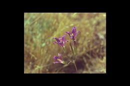 Image of harvest brodiaea