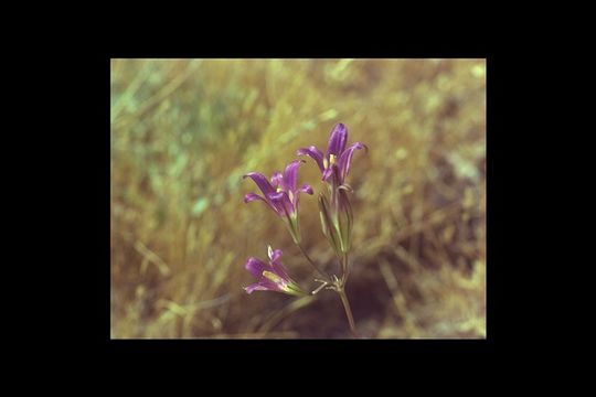 Sivun Brodiaea elegans Hoover kuva