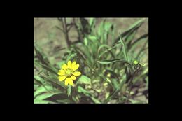 Image of Nevada helianthella