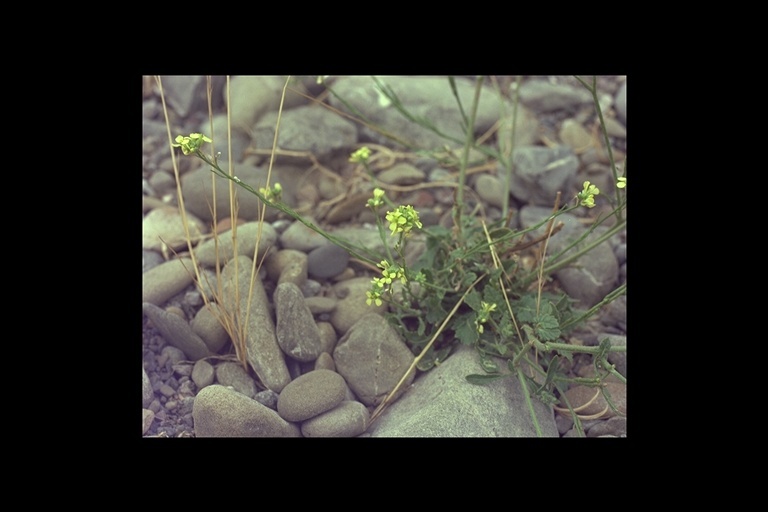 Imagem de Sisymbrium officinale (L.) Scop.