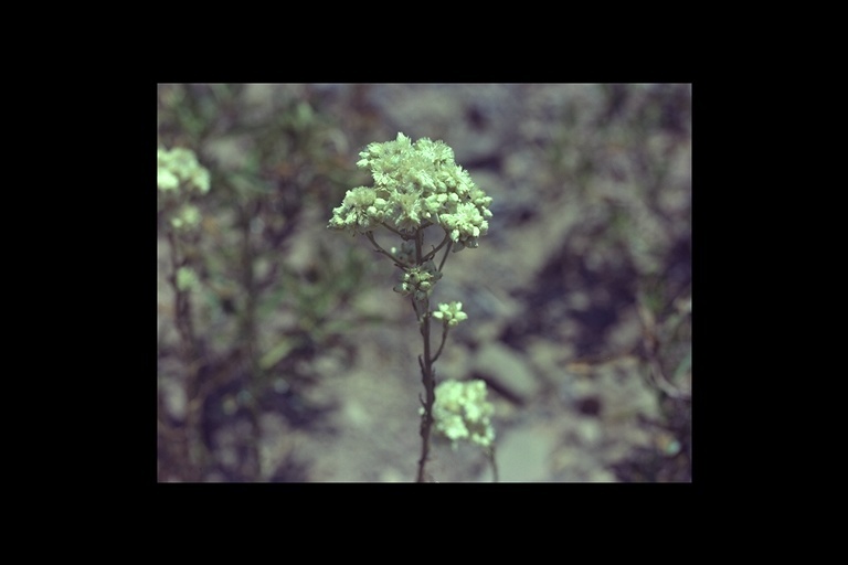 Слика од Pseudognaphalium biolettii A. A. Anderberg