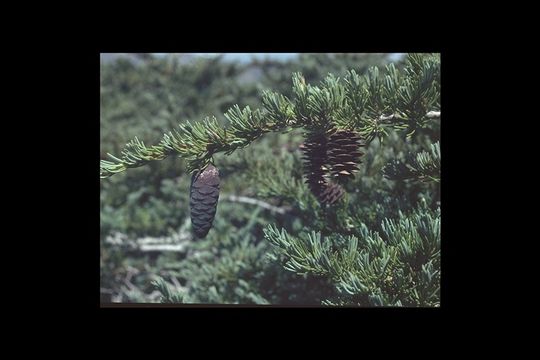 Image of Mountain Hemlock