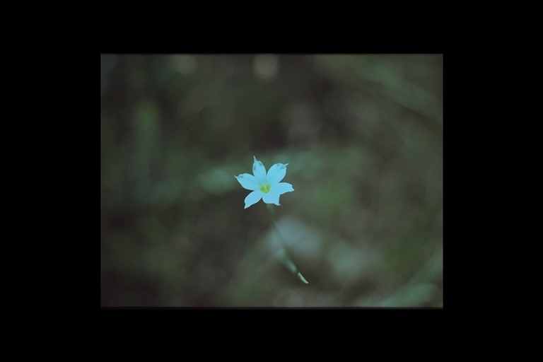 Image of western blue-eyed grass