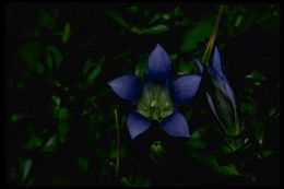 Image of Bog Gentian