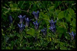 Image of Bog Gentian