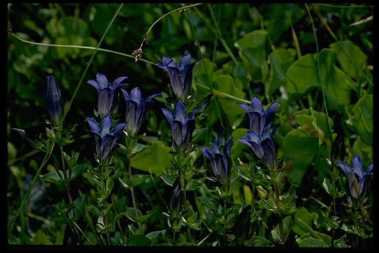 Image of Bog Gentian