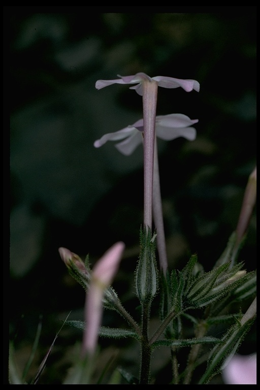 Image of cold-desert phlox