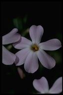 Image of cold-desert phlox