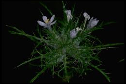 Image of Marigold Pincushion-Plant