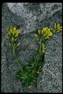 Image of rosette draba