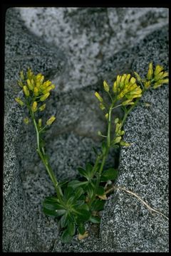 Image of rosette draba