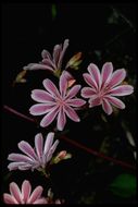 Lewisia cotyledon (S. Wats.) B. L. Rob. resmi