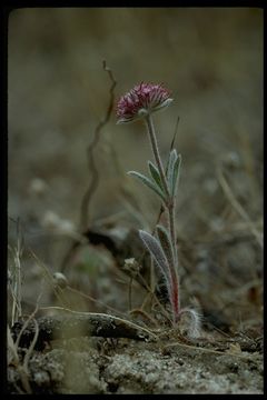 Sivun Chorizanthe douglasii Benth. kuva