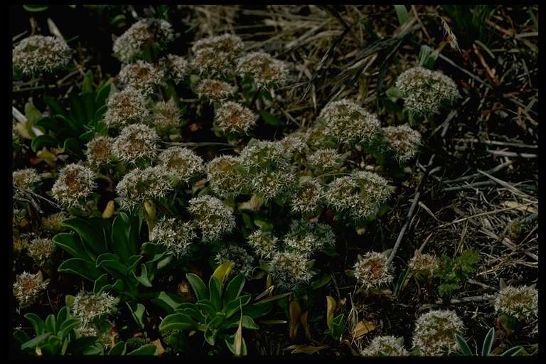 Image of Howell's spineflower