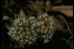 Image of Howell's spineflower