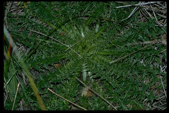 Image of Vasey's thistle