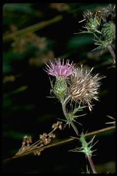 Image of Vasey's thistle