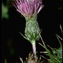 Image of Vasey's thistle