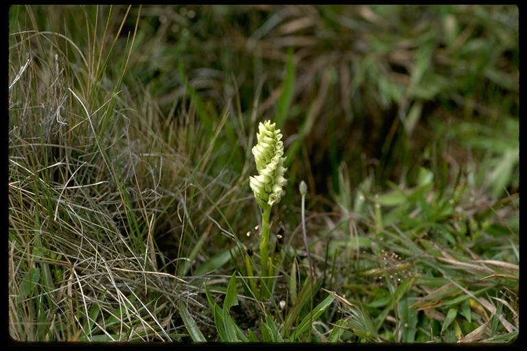 Image of hooded lady's tresses