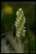 Image of hooded lady's tresses