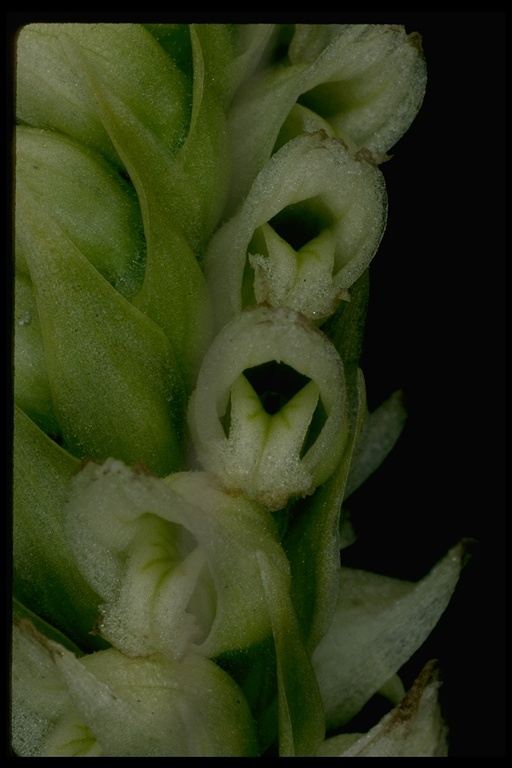 Image of hooded lady's tresses