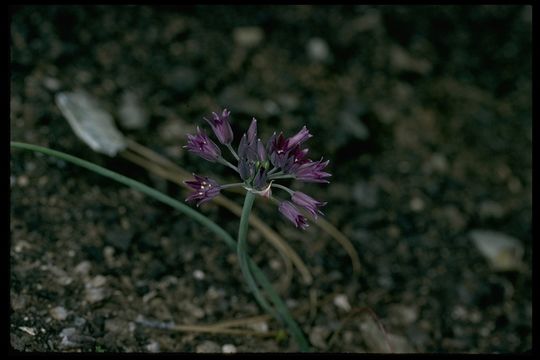 Image of <i>Allium <i>fimbriatum</i></i> var. fimbriatum