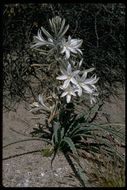 Image de Hesperocallis undulata A. Gray