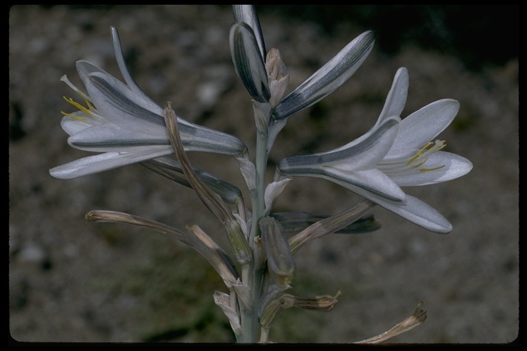 Image de Hesperocallis undulata A. Gray