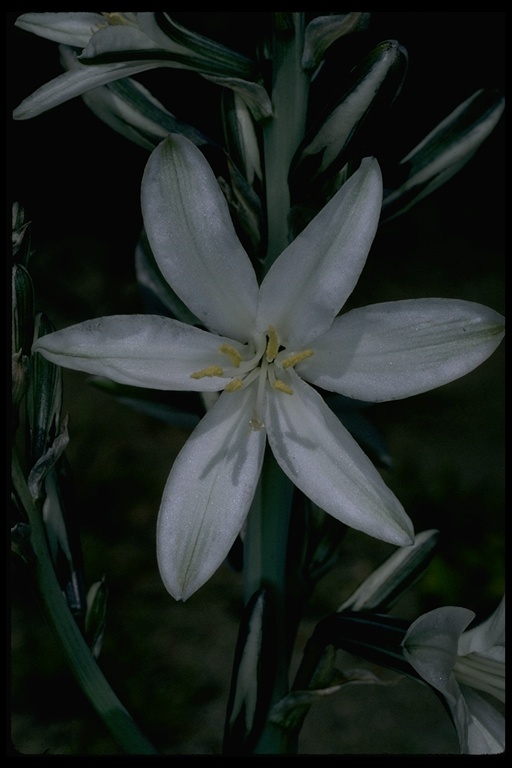 Image de Hesperocallis undulata A. Gray