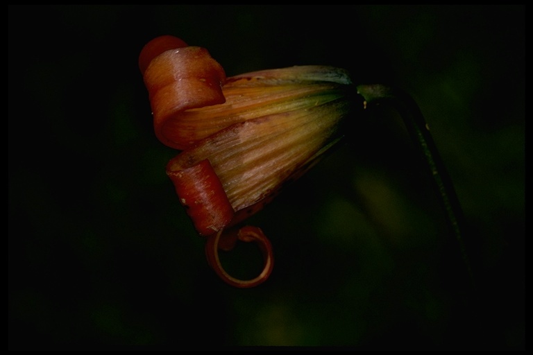 Lilium maritimum Kellogg resmi