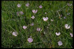 Calochortus uniflorus Hook. & Arn. resmi