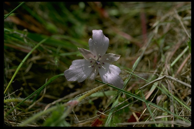 Calochortus uniflorus Hook. & Arn. resmi