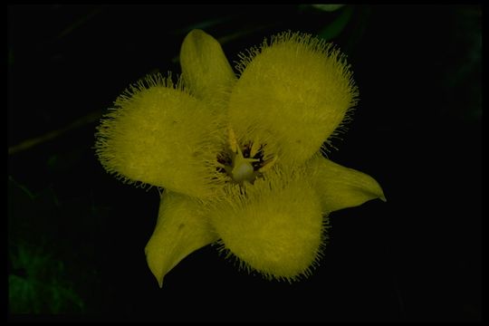 Calochortus monophyllus (Lindl.) Lem. resmi